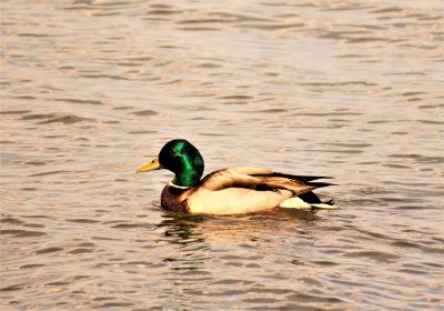 Mallard duck on the Hudson