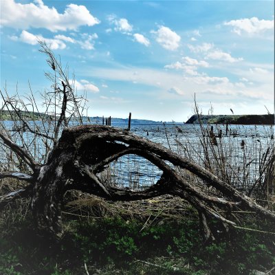 Drift wood along the Hudson River