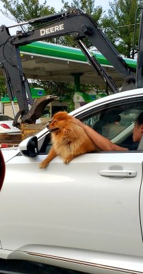 Poor Dog - Careless Driver