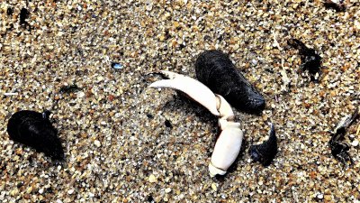 A feast on the beach