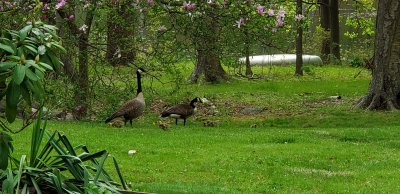 A pair of geese with eight goslings