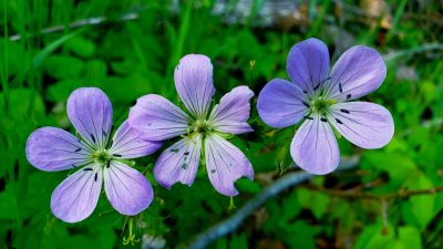 Wild geraniums are blooming all around here now