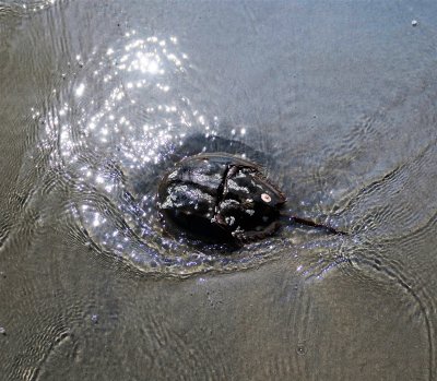 Horseshoe crab stranded on the beach