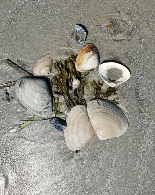 My daily shell collection