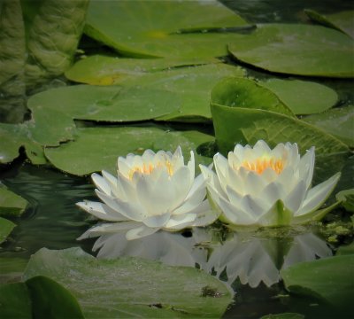 Two happy waterlilies