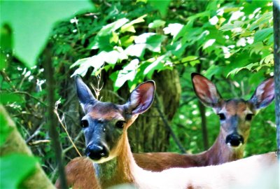 Two young white tail deer watching us walk by.