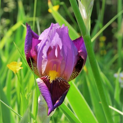 Colorful Iris