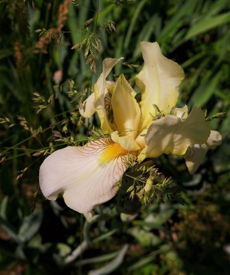 Golden Iris in the Wild