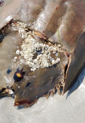 A washed up horseshoe crab - detail