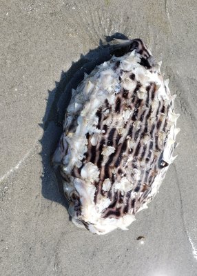 Puffer fish washed up on the beach