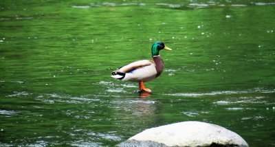 Mallard Duck Walking on Water