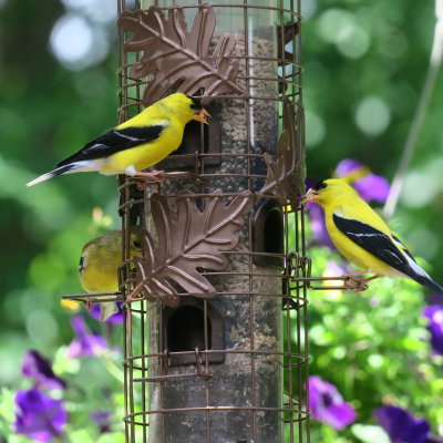 Goldfinches are back in full colors