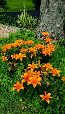 A blanket of orange lilies