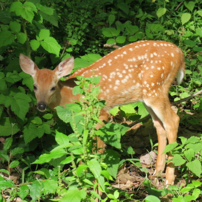 Another fawn in the neighborhood