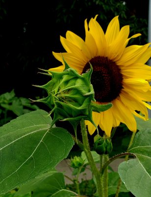 Sunflower Pair