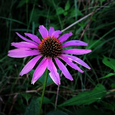 Weathered Cone Flower