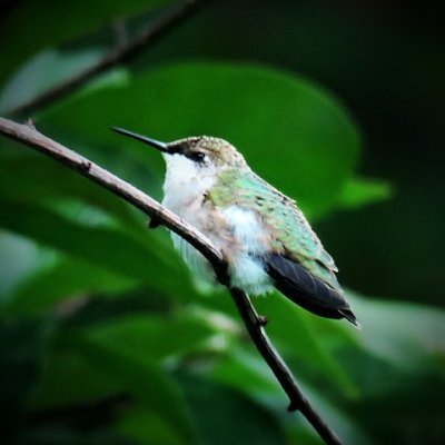 Hummingbird resting on a branch (female)