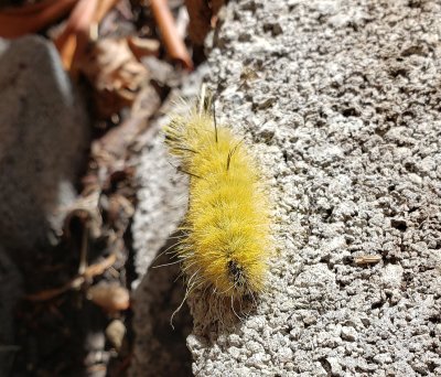 American Dagger Moth Caterpillor - Do not touch!