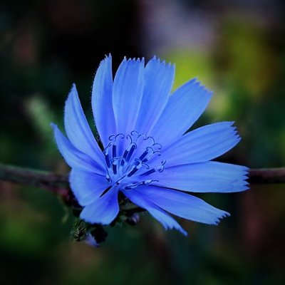 Chicory wild flower