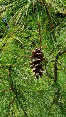 A pine cone still up in a pine tree