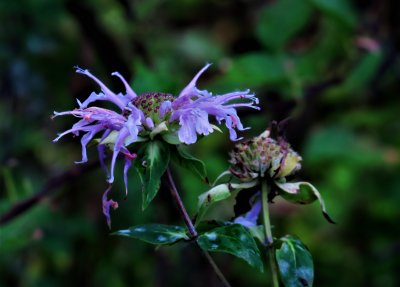 Wild Bergamots in Bloom (monarda fistulosa L.)