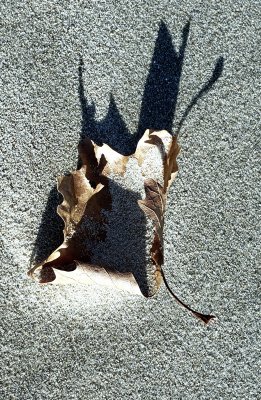 Maple leave in the sand 