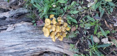 Wild mushrooms grow at 1800 feet elevation