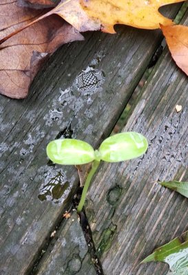 New Arrival - Something is sprouting on our deck