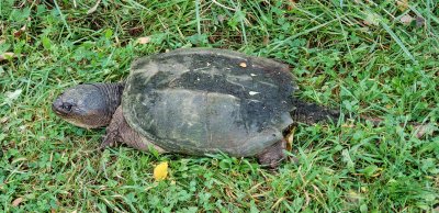 A very old, huge snapping turtle