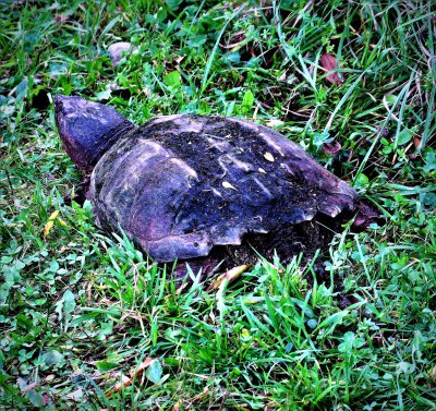 Walking away from the old snapping turtle II
