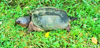 old snapping turtle on land