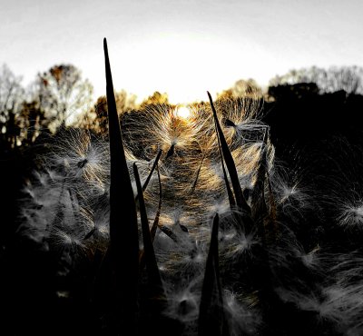 Milkweed at Twilight Tme
