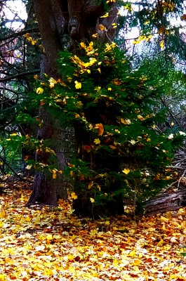 Mother Nature's Christmas Tree