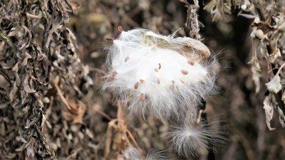 Airborne Milkweed Seeds