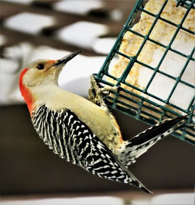 Live at the Feeder - Red-bellied woodpecker - female
