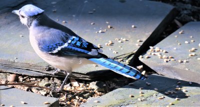 Blue Jay looking for seeds on the ground