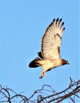 Red tailed Hawk in Flight