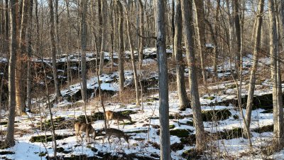 Three white-tailed deer hiding in plain sight.