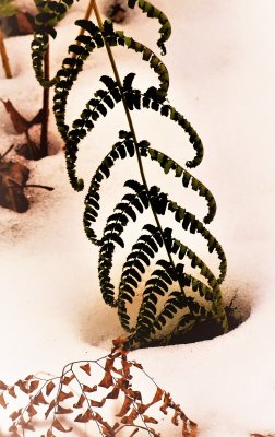 Fern frond in winter