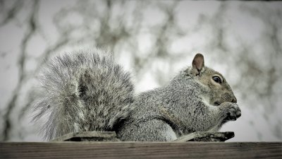 Grey squirrel on a gray winter's day