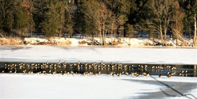 Restless Canadian Geese
