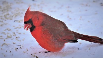 Hungry male cardinal