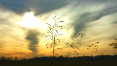 Weeds in the winter meadow