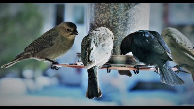 Water cooler/Birdfeeder Moment