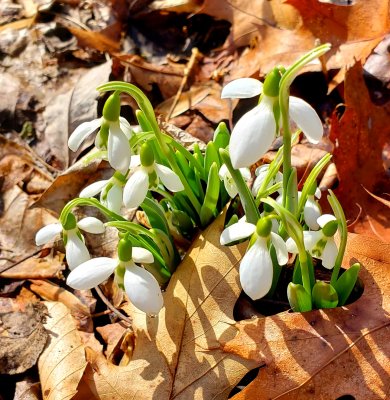 Perennial snowdrops basking in the rays of the winter sun.