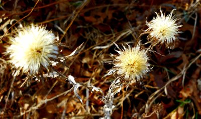 Dried up thistles still smiling - mid-winter