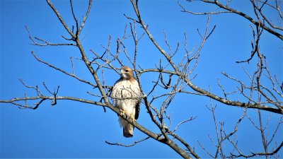 Red tailed hawk from afar