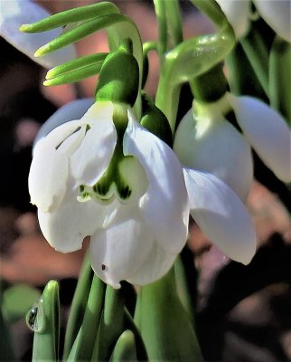 Close up of a snowdrop flower