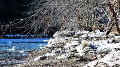 Icy chunks floating in the river and getting stuck on land