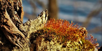 Moss in spring